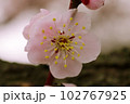 薄ピンクのアンズ（杏）の花が可愛い 102767925