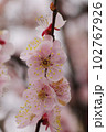 薄ピンクのアンズ（杏）の花が可愛い 102767926