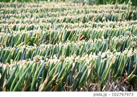 ネギを食べたい場合は「カット」、ネギ坊主がカットされたネギ畑 102767973
