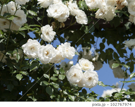 白い美しい薔薇の花 102767974