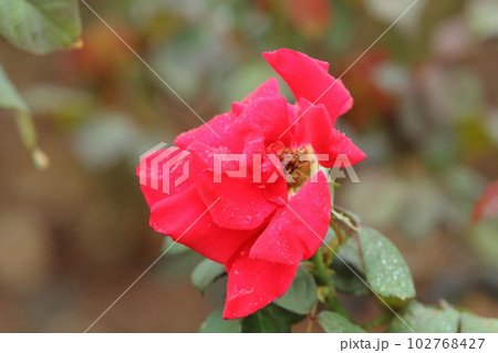 荒尾市 おもやい市民花壇 バラの花、 荒尾市 おもやい市民花壇 バラの花、 102768427