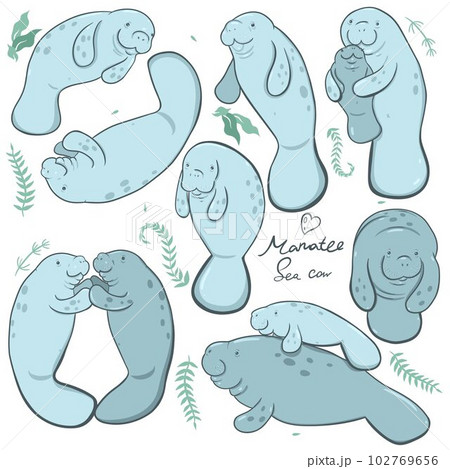 Set of  manatees isolated on a white background. Vector graphics. 102769656