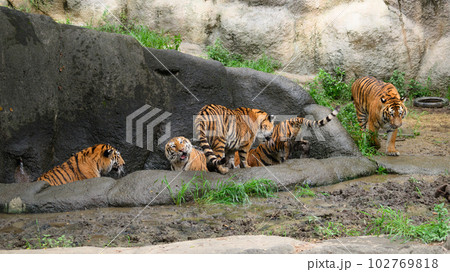 水場に集うアムールトラの親子 102769818