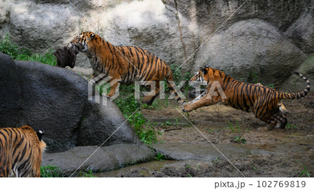 麻袋を咥えて走るアムールトラの兄弟（1歳半） 102769819