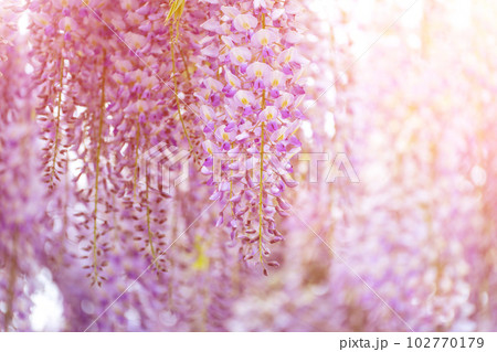 Blooming Wisteria Sinensis with scented classic purple flowersin full bloom in hanging racemes closeup. Garden with wisteria in spring 102770179