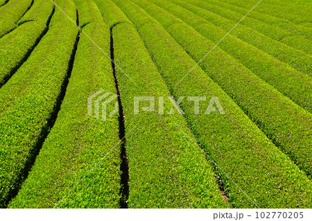 茶畑 102770205