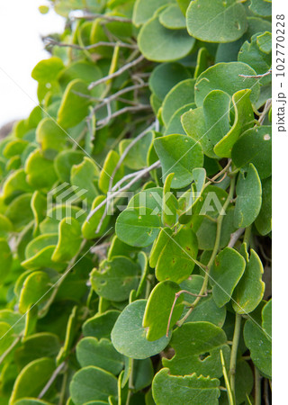 Vibrant green bush leafs 102770228