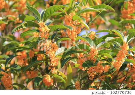 キンモクセイ(金木犀)/秋に、強い芳香を放つ花が咲く樹木 キンモクセイ(金木犀)/秋に、強い芳香を放つ花が咲く樹木 102770736