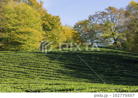 Rows of growing tea on a tea plantation, selective focus 102770807