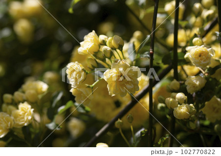 Yellow flower of Banksia rose wetted by rain, Rosa banksiae 102770822