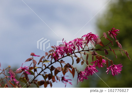 Botanical collection, pink flowers of Loropetalum chinense close up Botanical collection, pink flowers of Loropetalum chinense close up 102770827