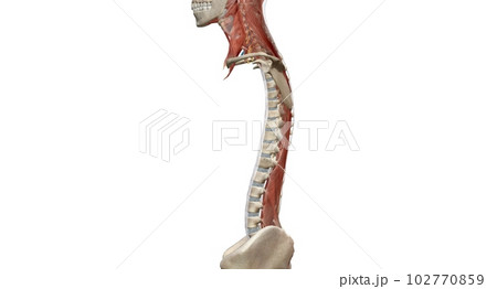 The cervical spine (neck region) consists of seven bones (C1-C7 102770859