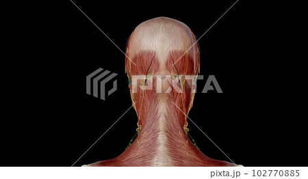 Head and neck anatomy ; Ear, Comprised of outer, middle and inne 102770885