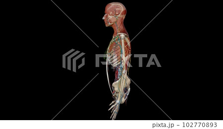Human anatomy body. Skeletal, organ, vascular, lymph and nervous Human anatomy body. Skeletal, organ, vascular, lymph and nervous 102770893