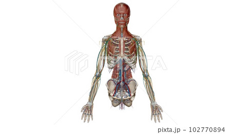 Human anatomy body. Skeletal, organ, vascular, lymph and nervous Human anatomy body. Skeletal, organ, vascular, lymph and nervous 102770894