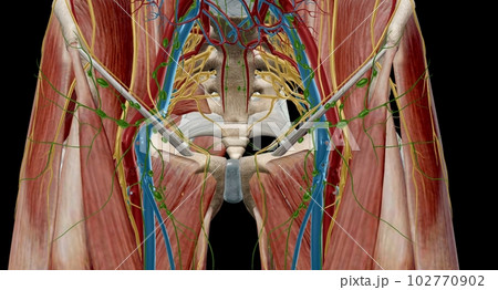 The hip joint is a ball and socket joint that is the point of articulation between the head of the femur and the acetabulum of the pelvis 102770902