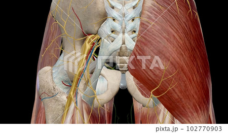 The hip joint is a ball and socket joint that is the point of articulation between the head of the femur and the acetabulum of the pelvis The hip joint is a ball and socket joint that is the point of articulation between the head of the femur and the acetabulum of the pelvis 102770903