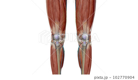The knee is the largest and most complex joint in the body that holds the thighbone, shinbone, and kneecap together. 102770904
