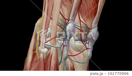 The knee is the largest and most complex joint in the body that holds the thighbone, shinbone, and kneecap together. 102770906