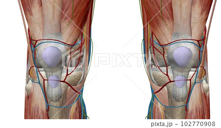 The knee is the largest and most complex joint in the body that holds the thighbone, shinbone, and kneecap together. 102770908