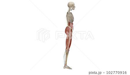 The pelvis is the lower portion of the trunk, located between th 102770916