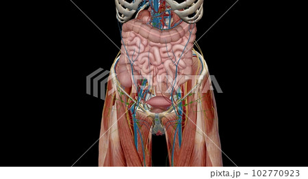 The pelvis is the lower portion of the trunk, located between th The pelvis is the lower portion of the trunk, located between th 102770923