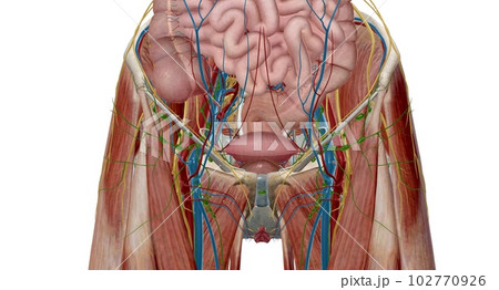 The pelvis is the lower portion of the trunk, located between th 102770926