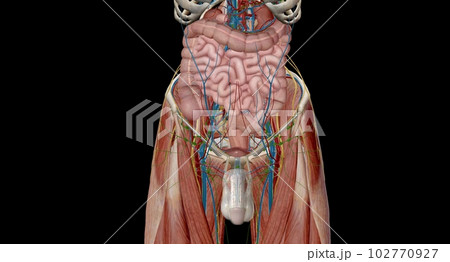 The pelvis is the lower portion of the trunk, located between th 102770927