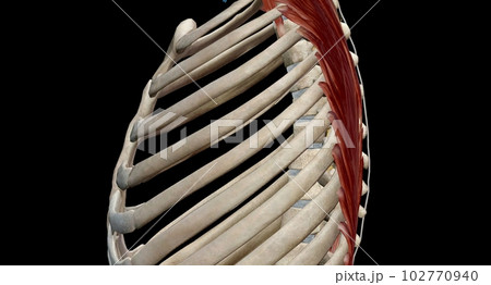 The thoracic spinal column includes 12 vertebrae located between The thoracic spinal column includes 12 vertebrae located between 102770940