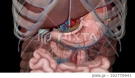 The lesser curvature of the stomach is supplied by the left and right gastric ery 102770941