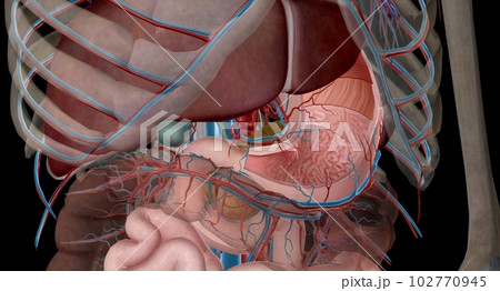 The lesser curvature of the stomach is supplied by the left and right gastric ery 102770945