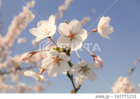 White flowers and closed buds on thin branch of japanese cherry close up in the spring garden park on blue sky White flowers and closed buds on thin branch of japanese cherry close up in the spring garden park on blue sky 102771233