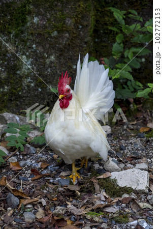 森の中で出会ったニワトリの写真素材 [102772153] - PIXTA