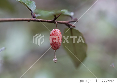 close up Elaeagnus pungens is a species of flowering plant in the family Elaeagnaceae close up Elaeagnus pungens is a species of flowering plant in the family Elaeagnaceae 102772447