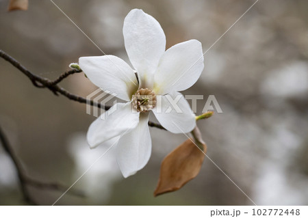 blossoming Magnolia kobus flower close-up in spring blossoming Magnolia kobus flower close-up in spring 102772448