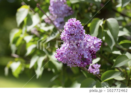 Blossom lilac flowers in spring in garden. branch of Blossoming purple lilacs in spring. Blooming lilac bush. Blossoming purple and violet lilac flowers. 102772462