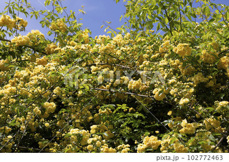 Yellow flower of Banksia rose wetted by rain, Rosa banksiae Yellow flower of Banksia rose wetted by rain, Rosa banksiae 102772463