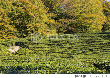 Rows of growing tea on a tea plantation, selective focus 102772484