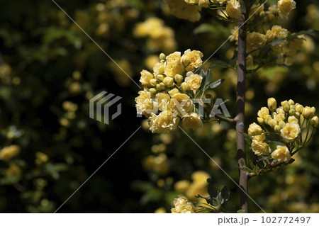 Yellow flower of Banksia rose wetted by rain, Rosa banksiae Yellow flower of Banksia rose wetted by rain, Rosa banksiae 102772497