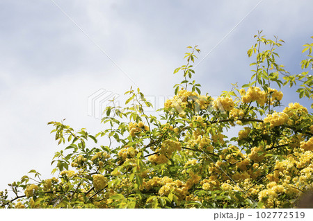 Yellow flower of Banksia rose wetted by rain, Rosa banksiae Yellow flower of Banksia rose wetted by rain, Rosa banksiae 102772519