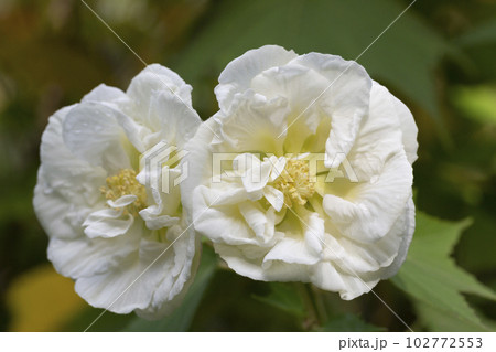 Rose flower rugosa white, grow in the garden. Rose flower rugosa white, grow in the garden. 102772553