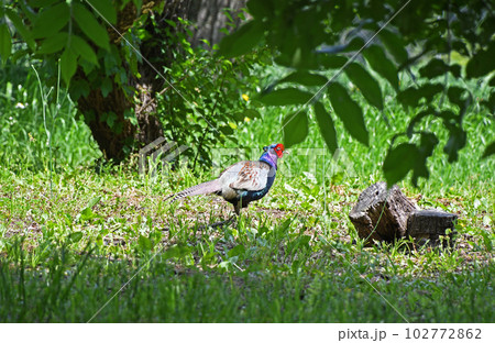 オスのキジ 102772862