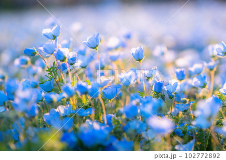 《東京都》満開のネモフィラ畑・舎人公園 102772892