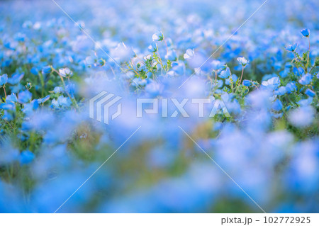 《東京都》満開のネモフィラ畑・舎人公園 102772925