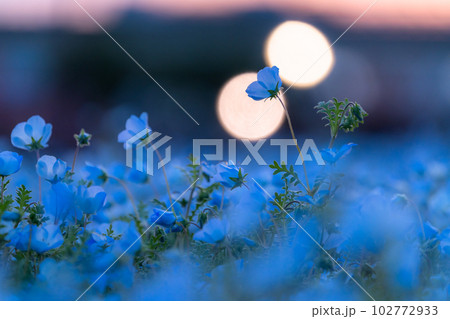 《東京都》満開のネモフィラ畑・舎人公園 102772933