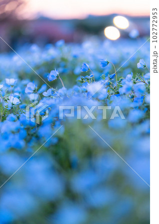 《東京都》満開のネモフィラ畑・舎人公園 《東京都》満開のネモフィラ畑・舎人公園 102772953