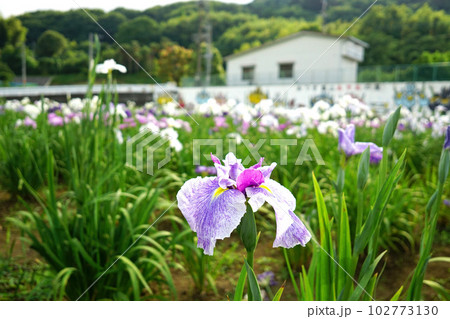 あやめの花 あやめの花 102773130