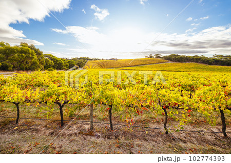 Mclaren Vale Wine Region Landscape in Australia 102774393