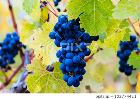 Coonawarra Grape Vines in Australia 102774411