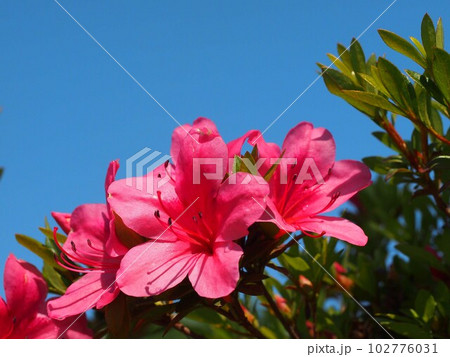 日差しを浴びた赤いサツキの花々（雨上がりの躑躅と青空） 102776031